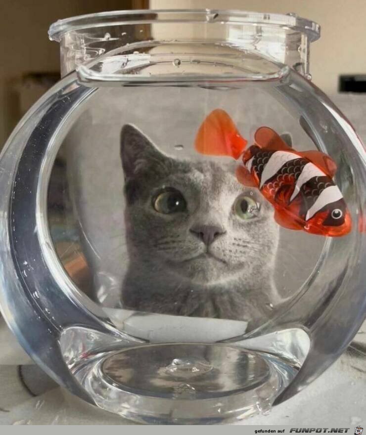Katzen-Fernseher