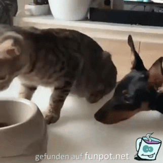 Nette Katze Nette Katze