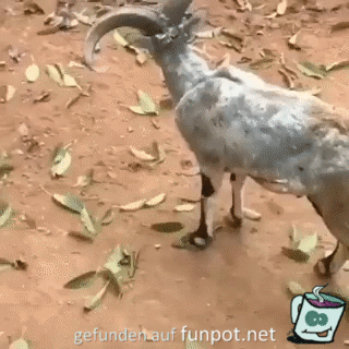 Lustiges Äffchen Lustiges Äffchen