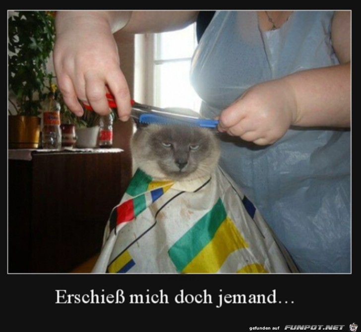 Katze ist genervt Katze ist genervt