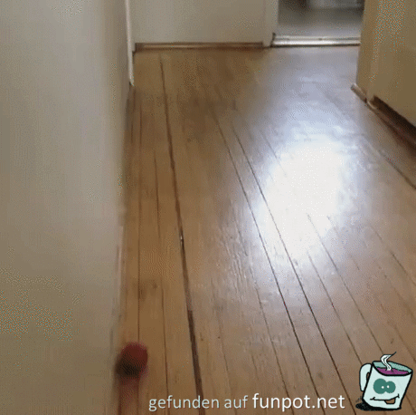 Kleine Katze mit Ball Kleine Katze mit Ball