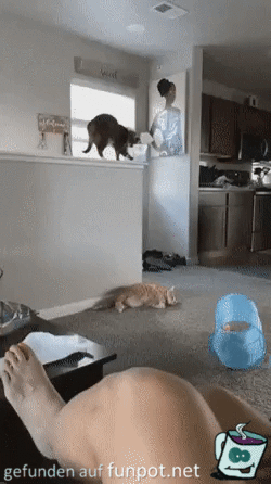 Fiese Katze Fiese Katze