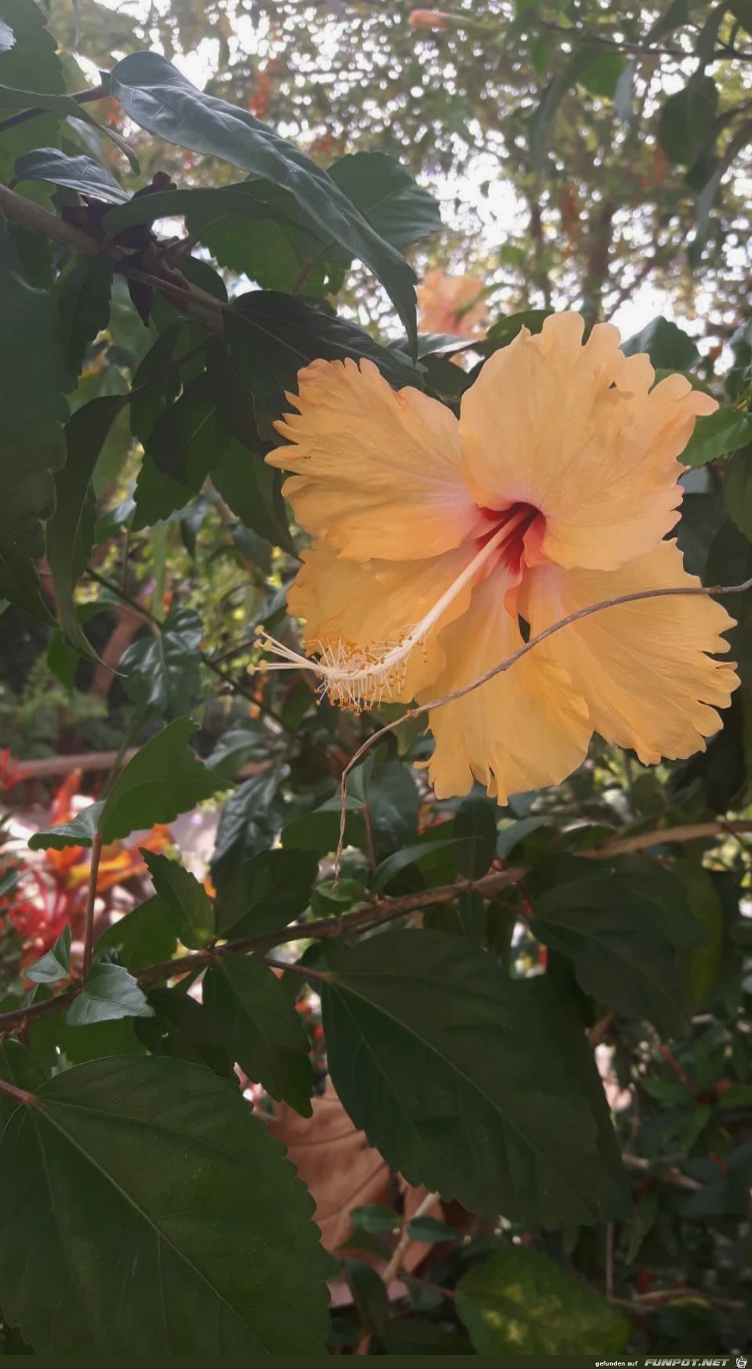 Chinesischer Roseneibisch Koh Samui Chinesischer Roseneibisch Koh Samui