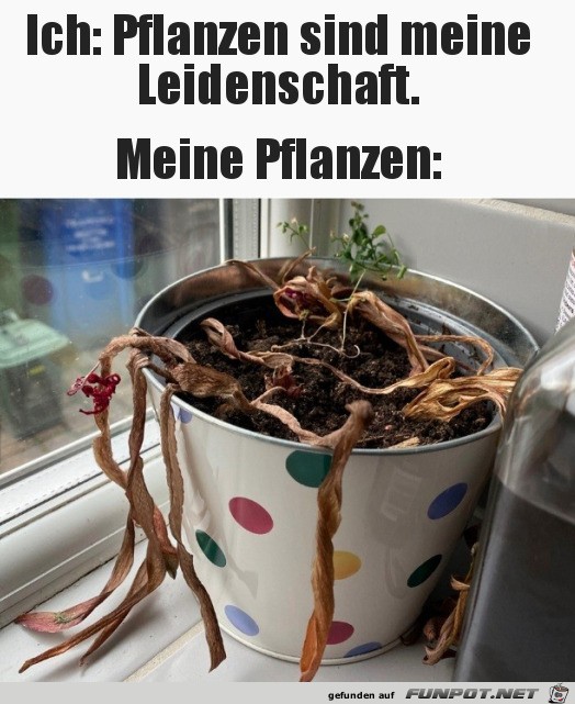 Ein echter Pflanzen-Liebhaber Ein echter Pflanzen-Liebhaber