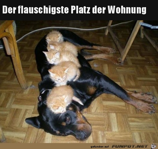 Tierische Freunde Tierische Freunde