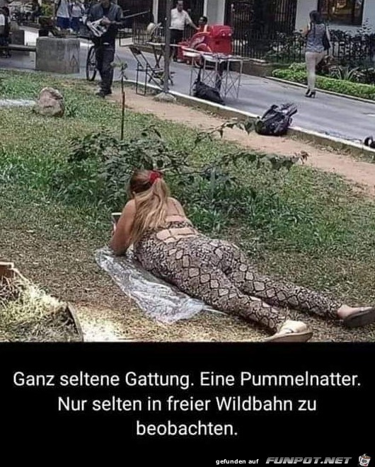 Pummelnatter