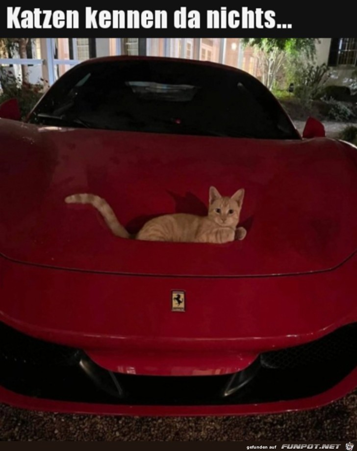 Katze eben Katze eben