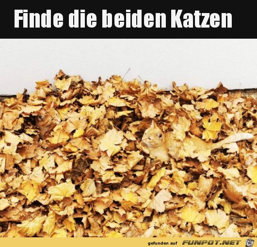 Suchbild - Finde die Katzen