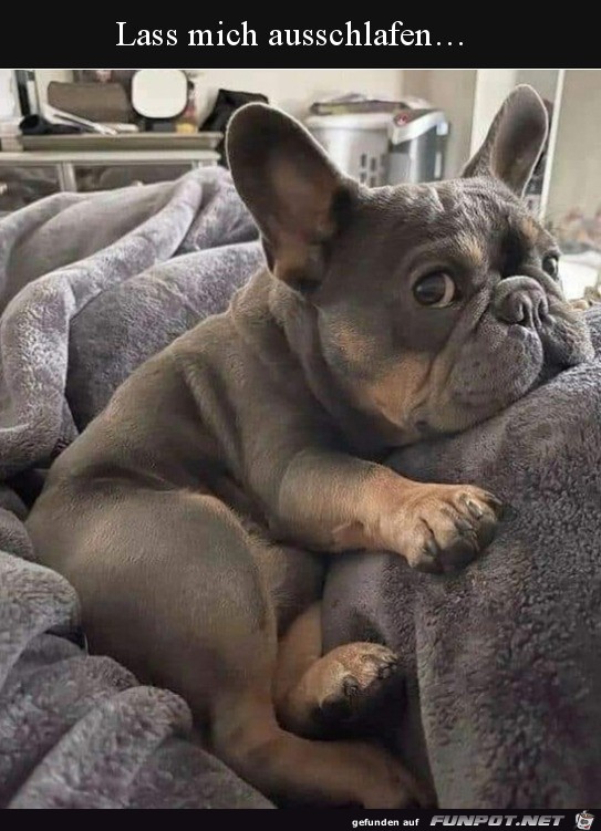 Hund ist noch müde Hund ist noch müde