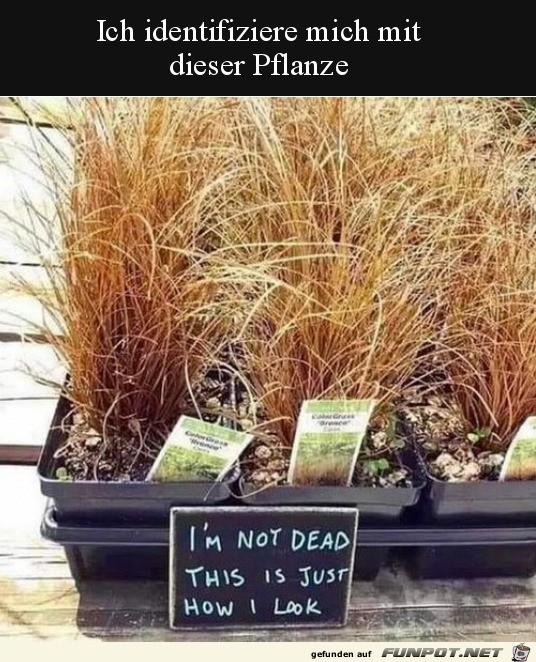 Ich fühl mich wie diese Pflanze aussieht Ich fühl mich wie diese Pflanze aussieht