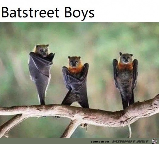 Batboys Batboys
