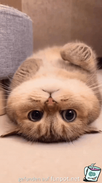 Lustige Katze Lustige Katze