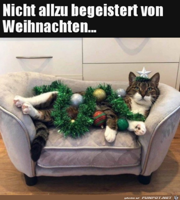 Weihnachtskatze Weihnachtskatze