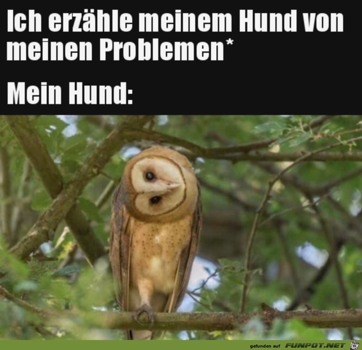 Mein Hund Mein Hund