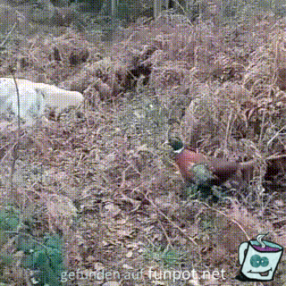 Er ist wohl kein Jagdhund Er ist wohl kein Jagdhund