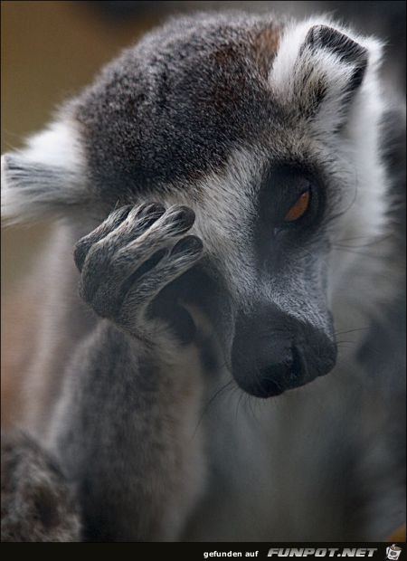Facepalms 3 Facepalms 3