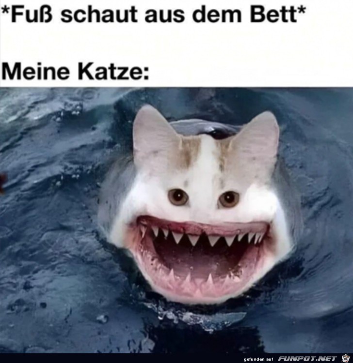 Meine Katze Meine Katze