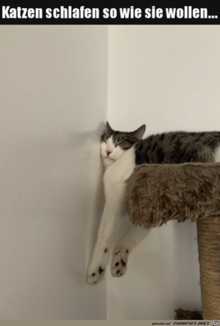 Katzen schlafen berall
