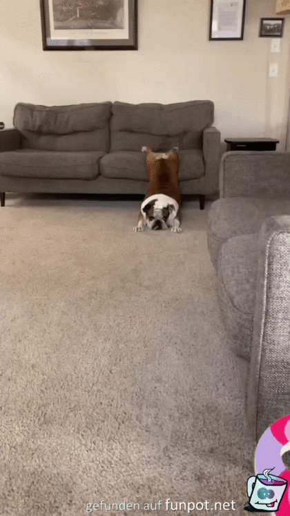 Faule Bulldogge Faule Bulldogge