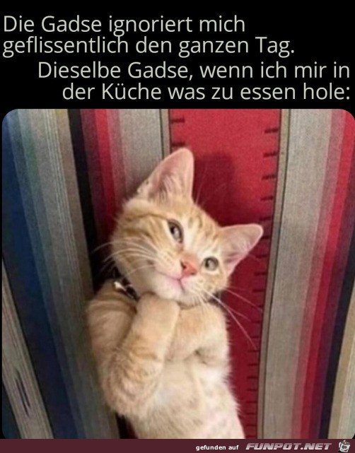 Charmeur-Katze Charmeur-Katze
