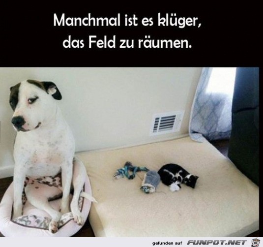 Hund hat Platz gemacht Hund hat Platz gemacht