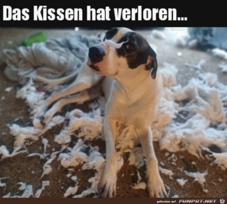 Der Hund hat gewonnen Der Hund hat gewonnen