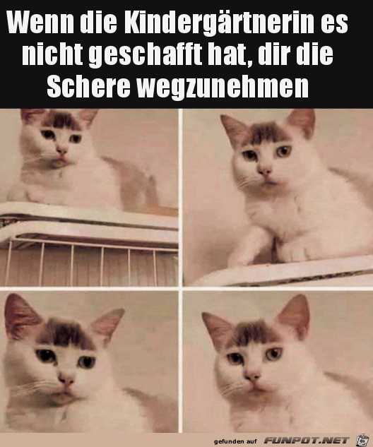 Pony geschnitten Pony geschnitten