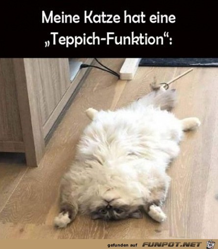 Katze mit Teppichfunktion Katze mit Teppichfunktion