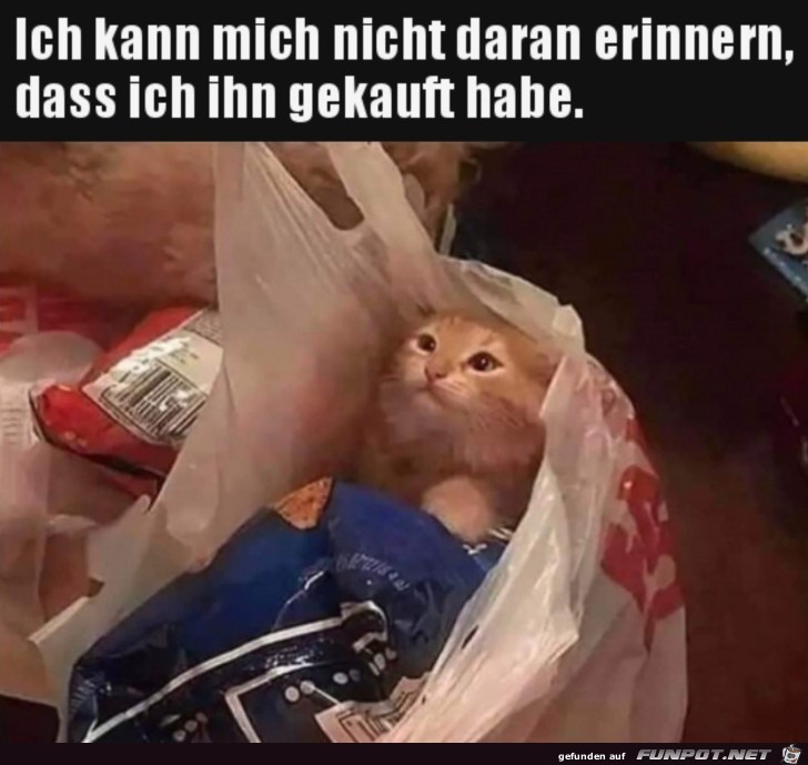 Wo kommt die Katze her? Wo kommt die Katze her?