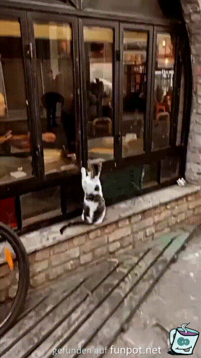 Katze will auch was haben