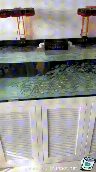 Fische fttern