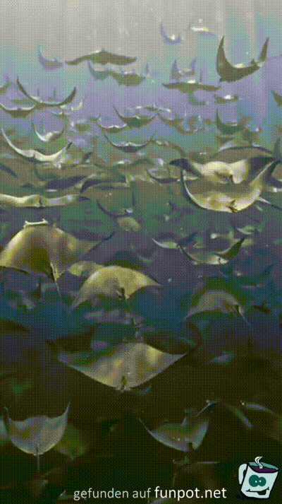 Wunderschöne Rochen Wunderschöne Rochen