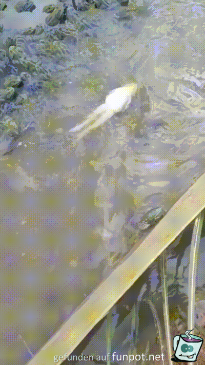 Rückenschwimmer Rückenschwimmer
