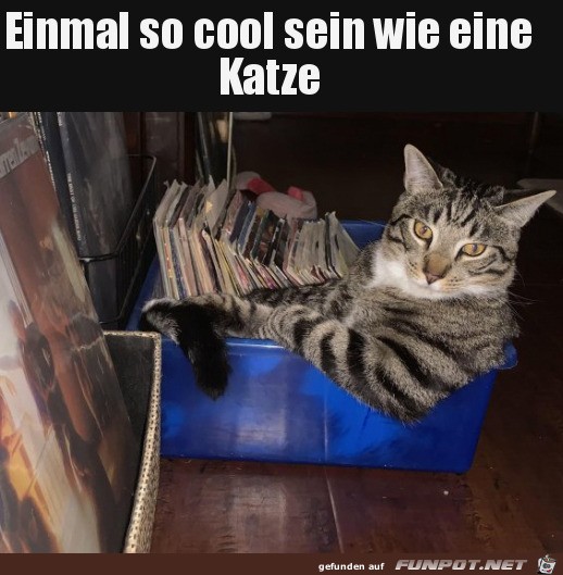 Coole Katze