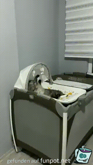 Der Katze gefällt es Der Katze gefällt es