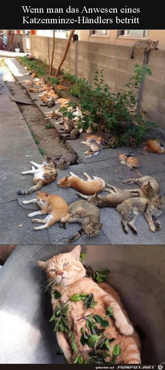 Viele Katzen Viele Katzen