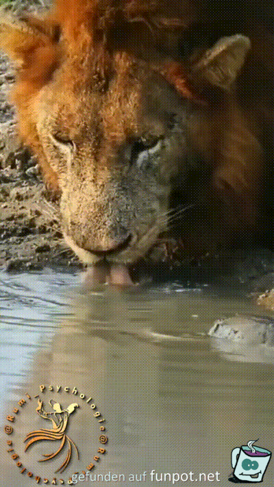 Mutige Schildkröte Mutige Schildkröte