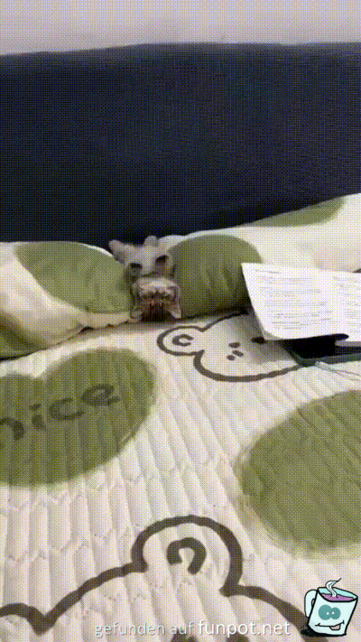 Müde Katze