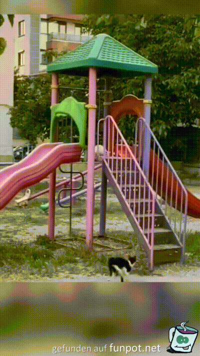 Katzen lieben die Rutsche Katzen lieben die Rutsche