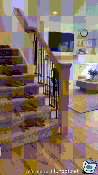Auf jeder Treppenstufe ein Hund Auf jeder Treppenstufe ein Hund