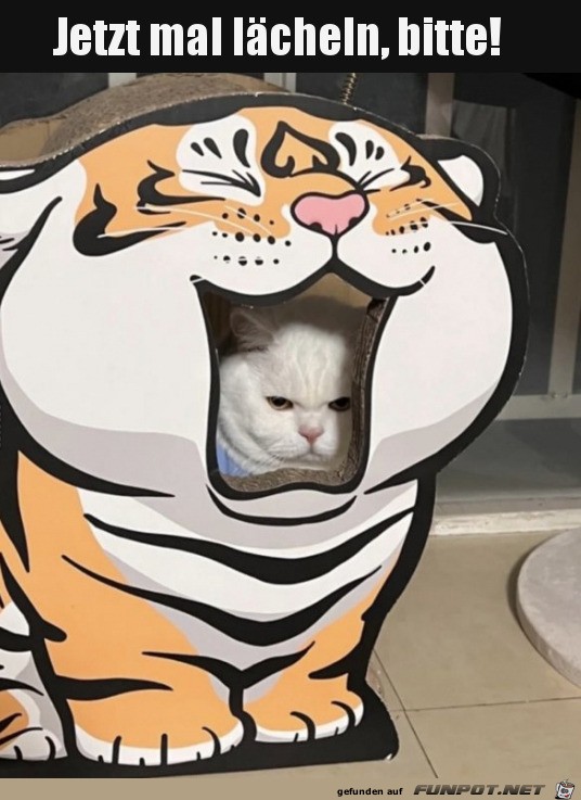 Katze will nicht lächeln Katze will nicht lächeln