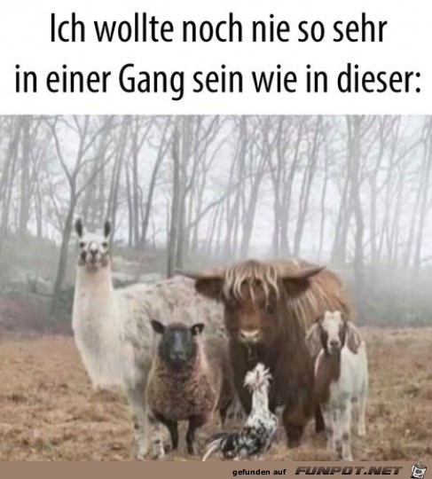 Tierische Gang Tierische Gang