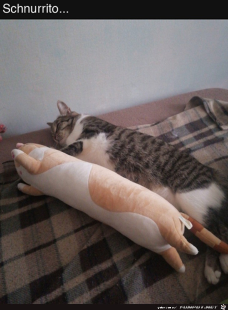 Schnurrito Schnurrito