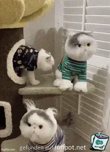 Aggro-Katze Aggro-Katze