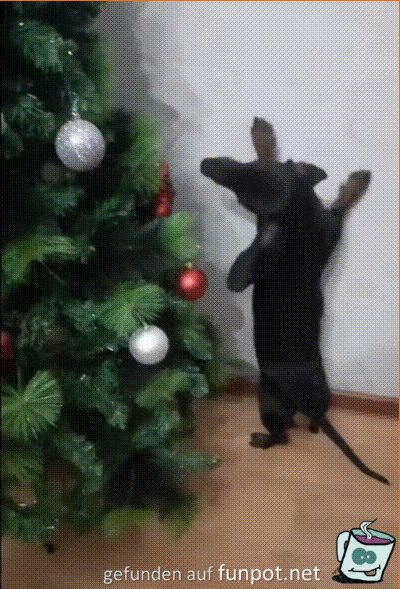 Dackel klaut Christbaumschmuck Dackel klaut Christbaumschmuck
