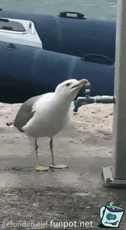 Möwe kennt sich aus Möwe kennt sich aus