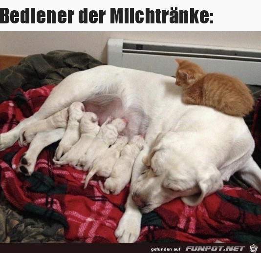 Einer muss ja aufpassen Einer muss ja aufpassen