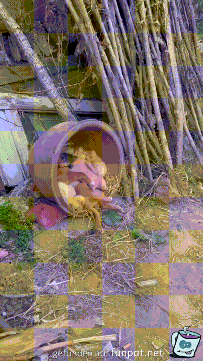 Tierische Freunde