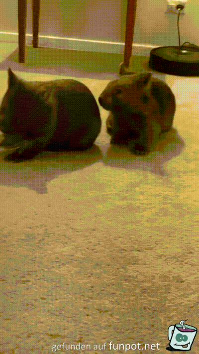 Lustige Wombats