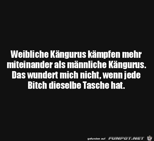 Weibliche Kängurus Weibliche Kängurus
